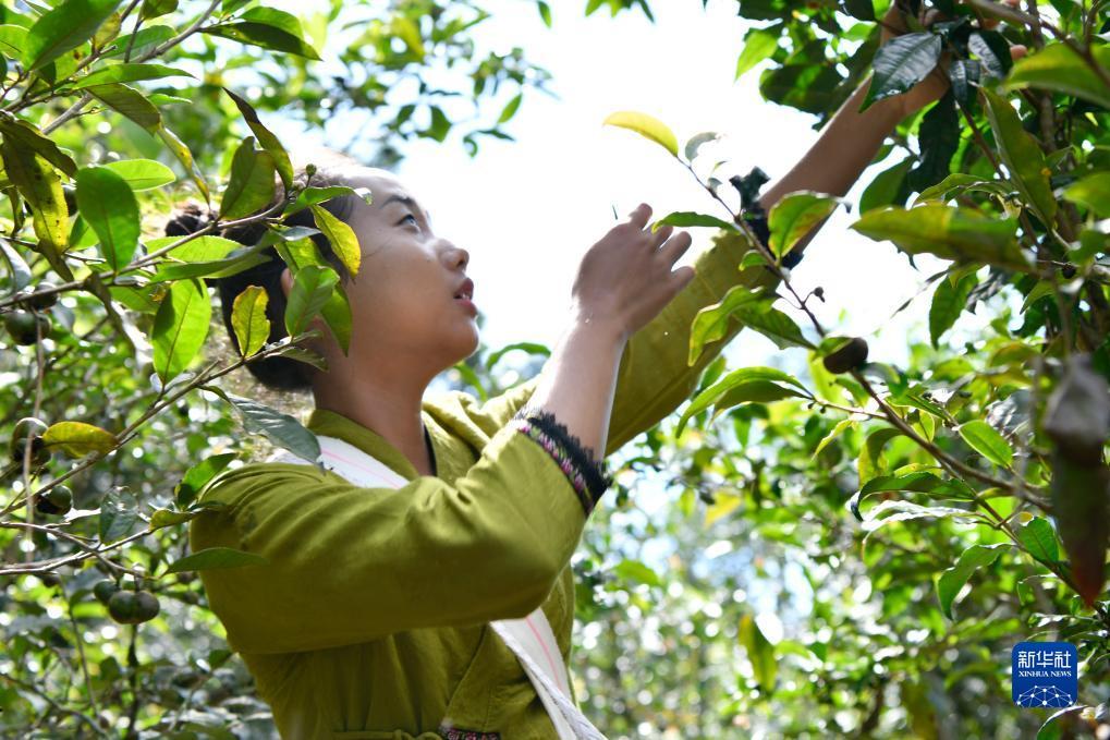真人龙虎游戏下载